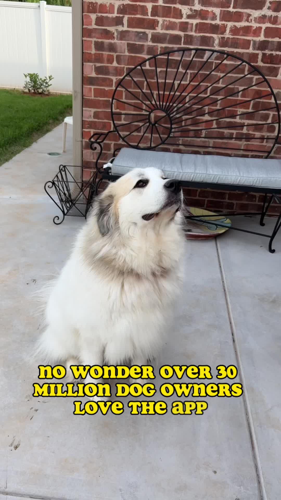 The best dog training app for your flurry friend!