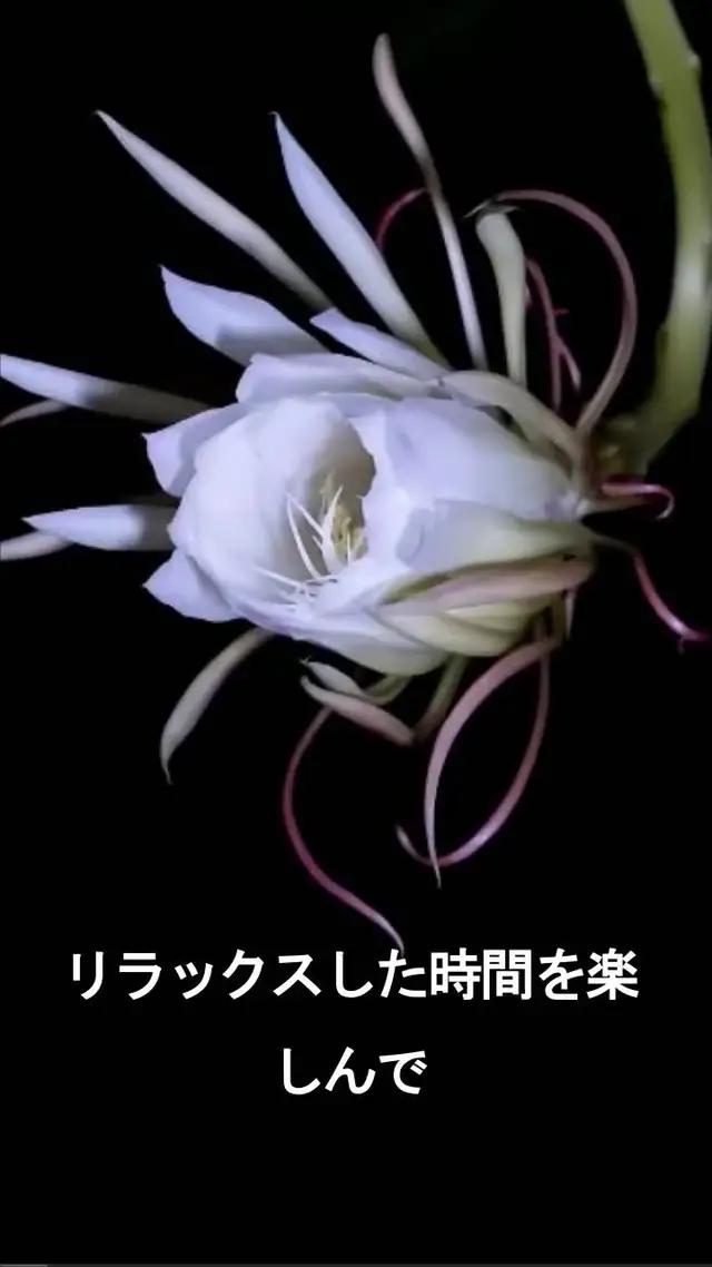 花を集めるのを楽しみましょう。