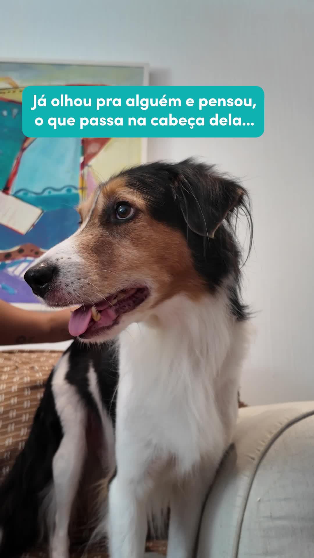 Cobasi, maior variedade de brinquedos para estimular e exercitar o corpo e mente do seu Pet