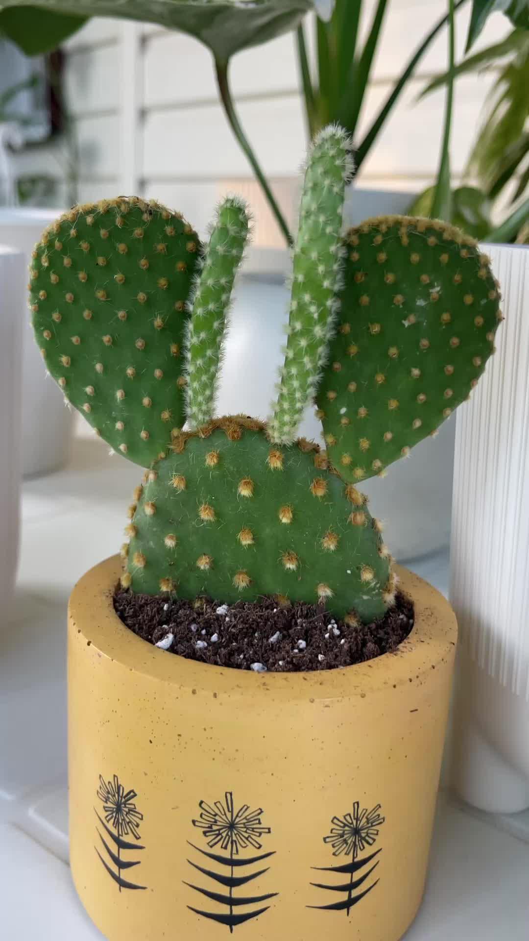 Track your plants' progress. Get personal notifications on plant care