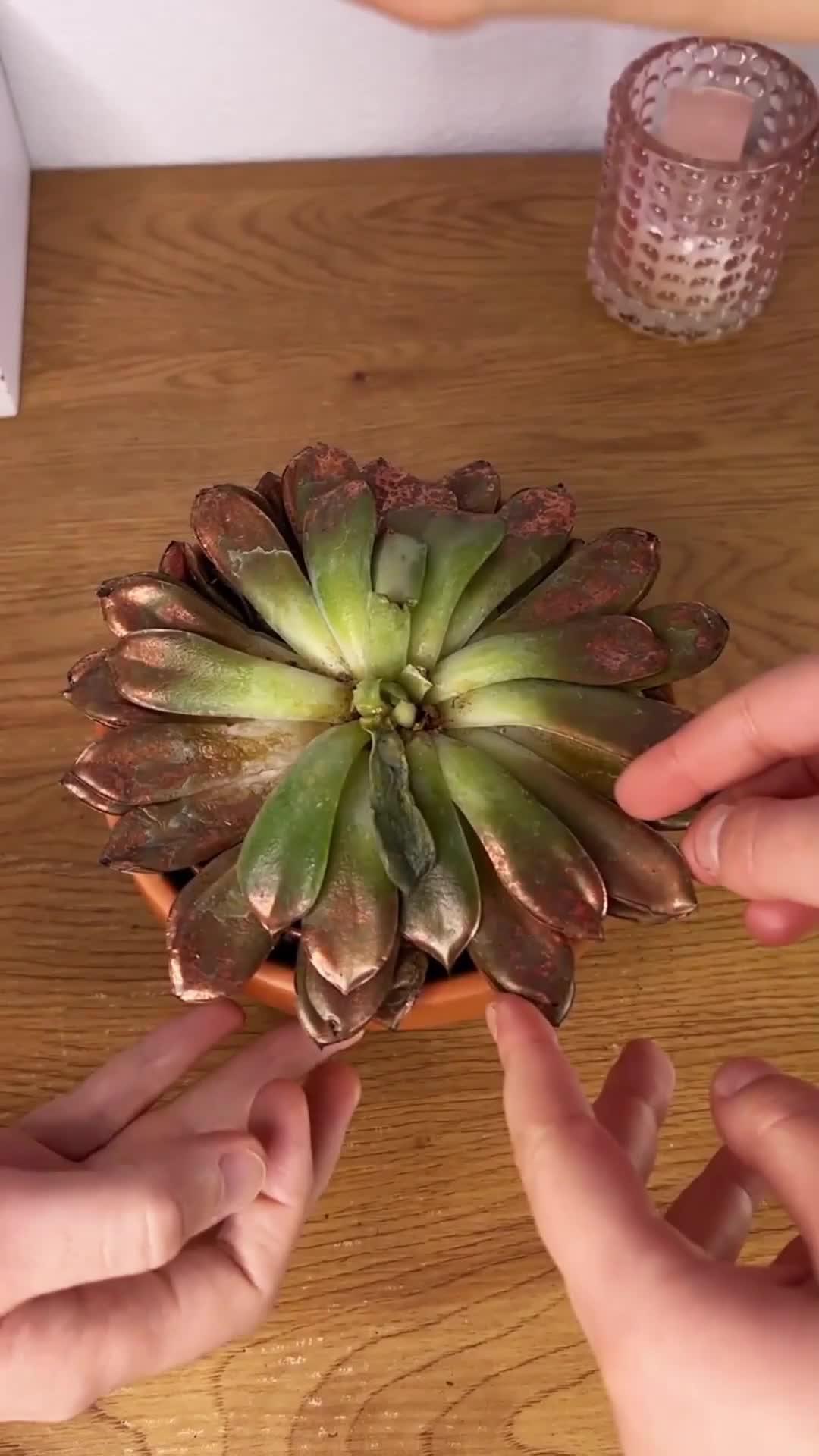 Download Plant ID and keep your plants alive!