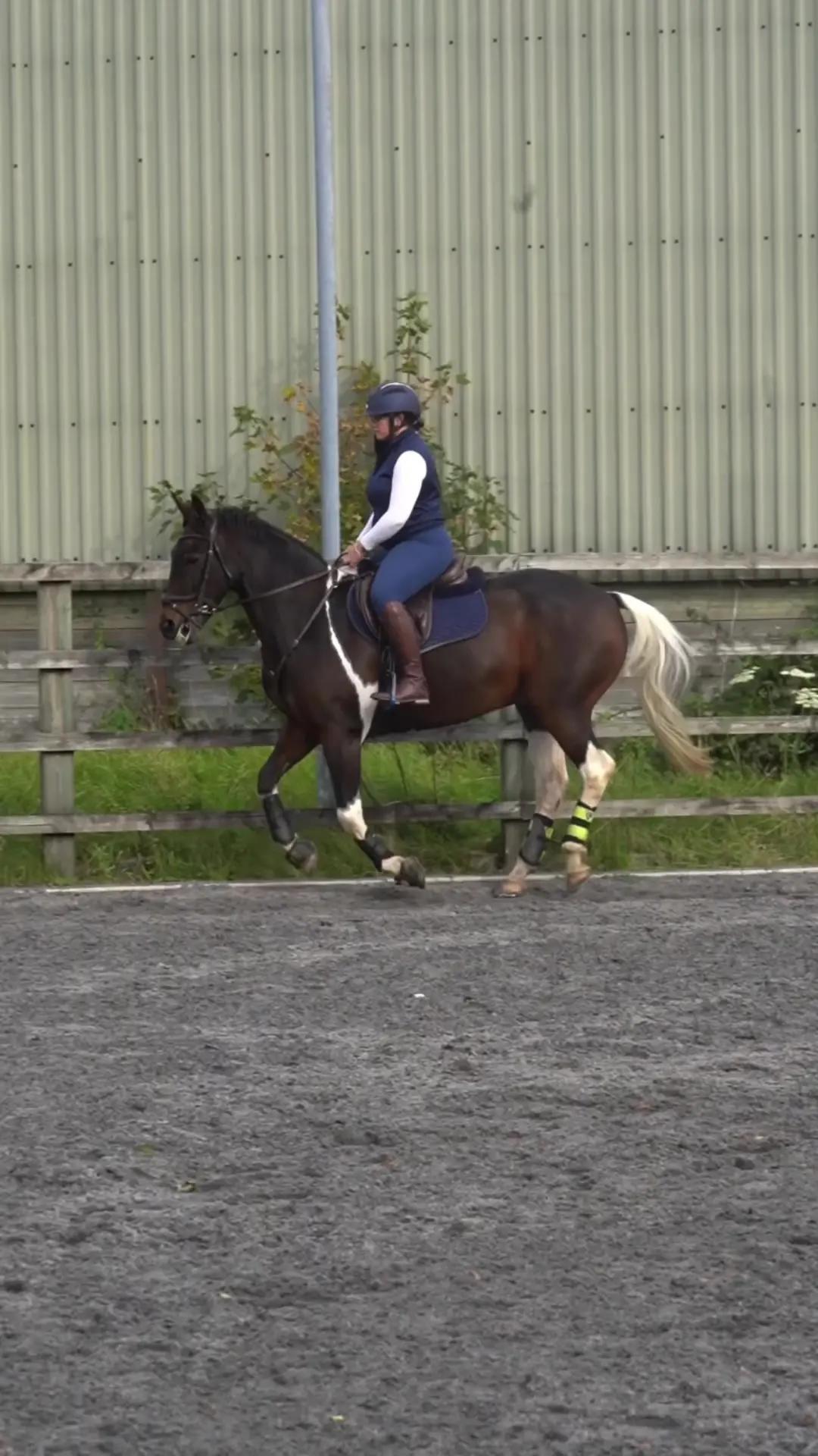 POV: your phone is your riding coach📝 #EquilabApp #Equilab #equestiran #horsesoftiktok #foryoupage #equinevideo #equestrians 