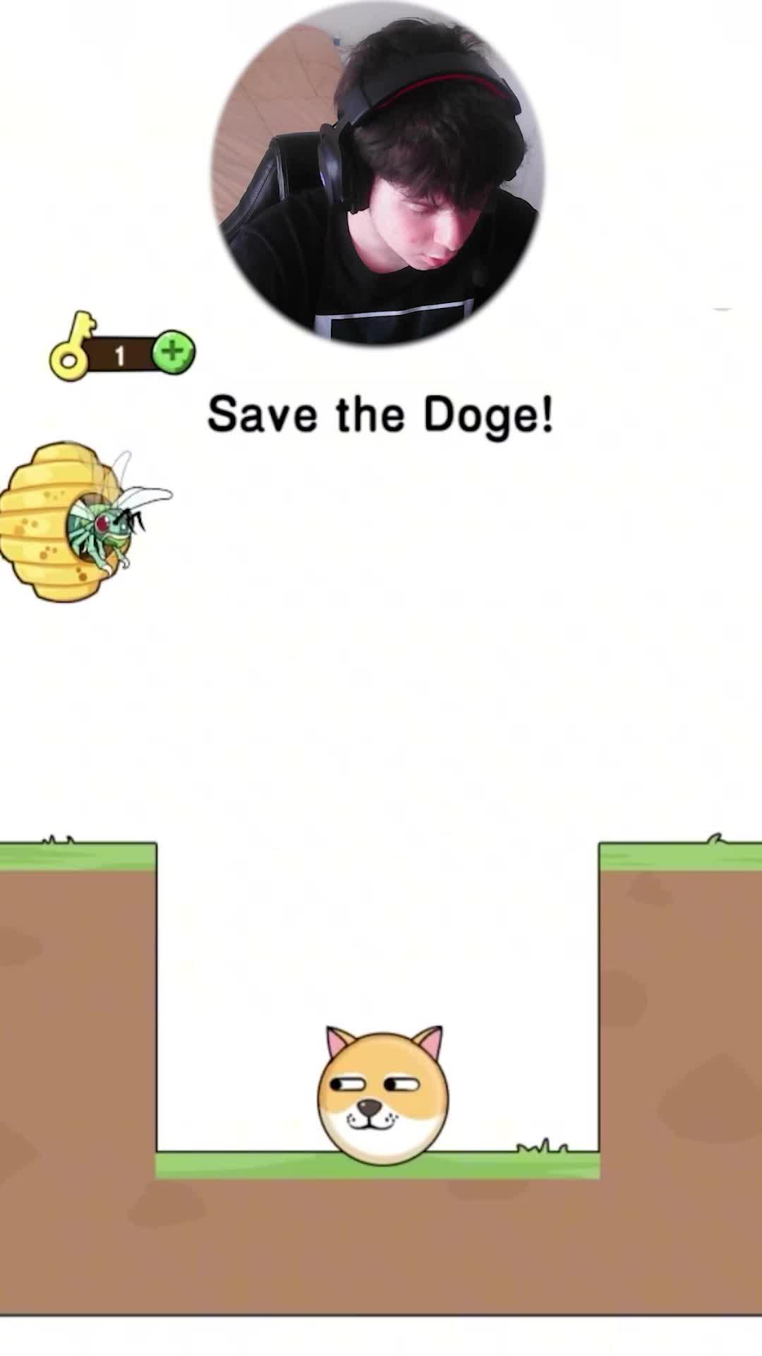 Save the dogs!