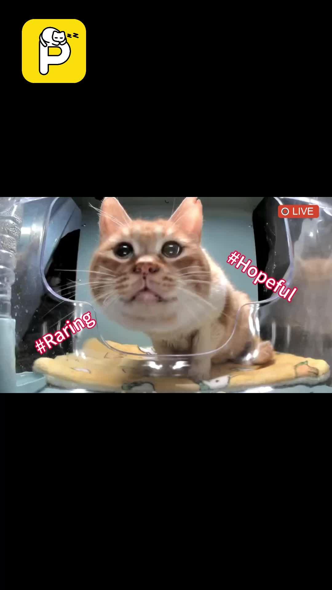 In the Cat House livestream, you can remotely feed stray cats, dogs, hedgehogs, squirrels～