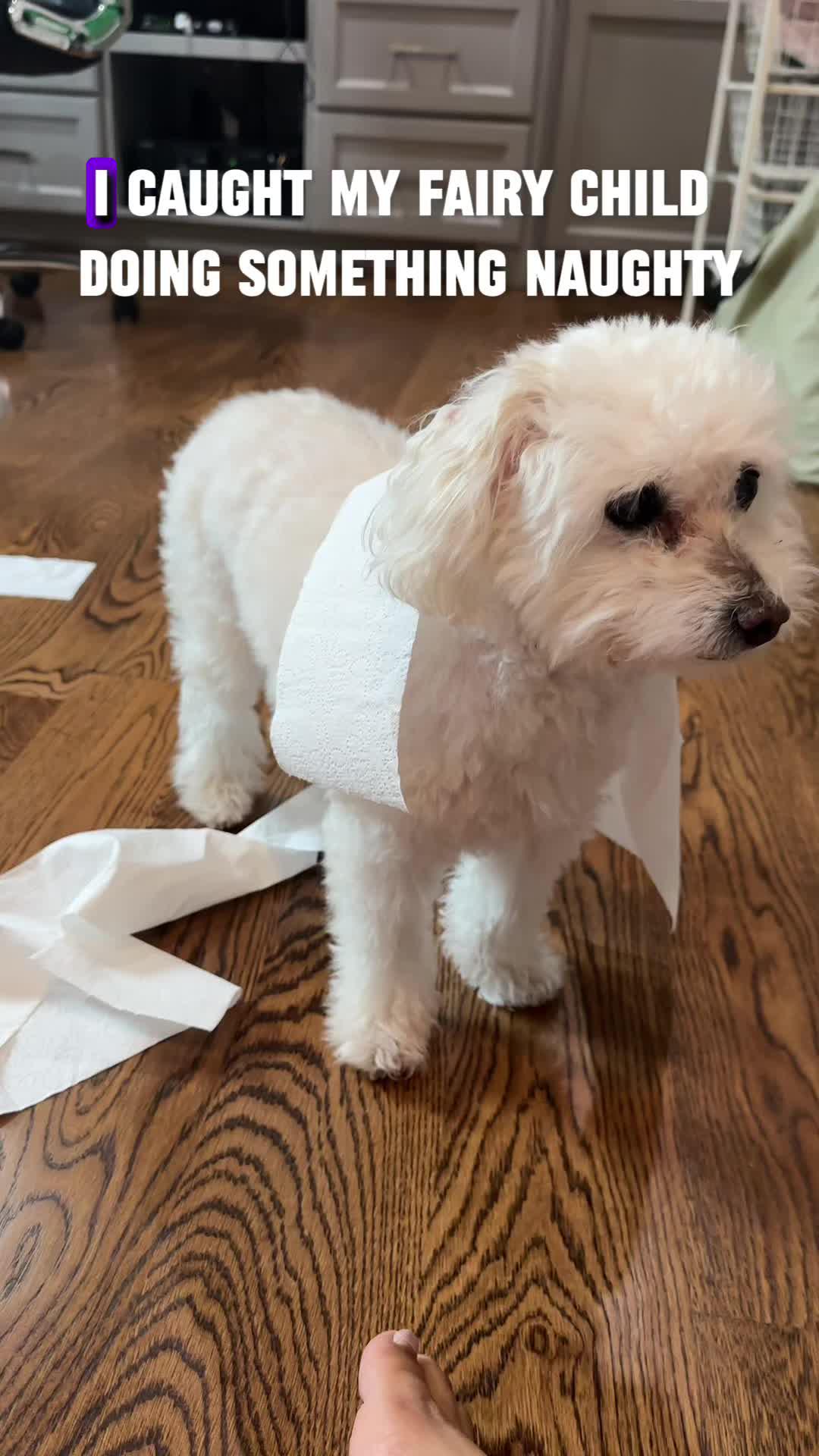 The best dog training app for your furry friend!