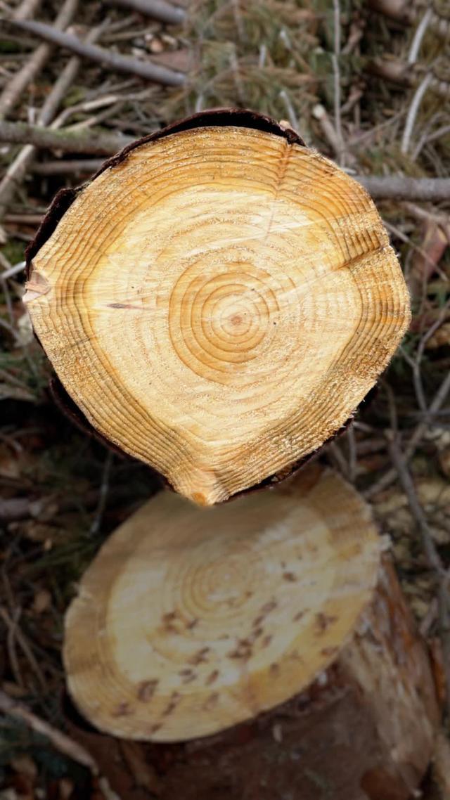 What tree is it? How old is the tree? Use PictureThis to identify ANY tree around you!