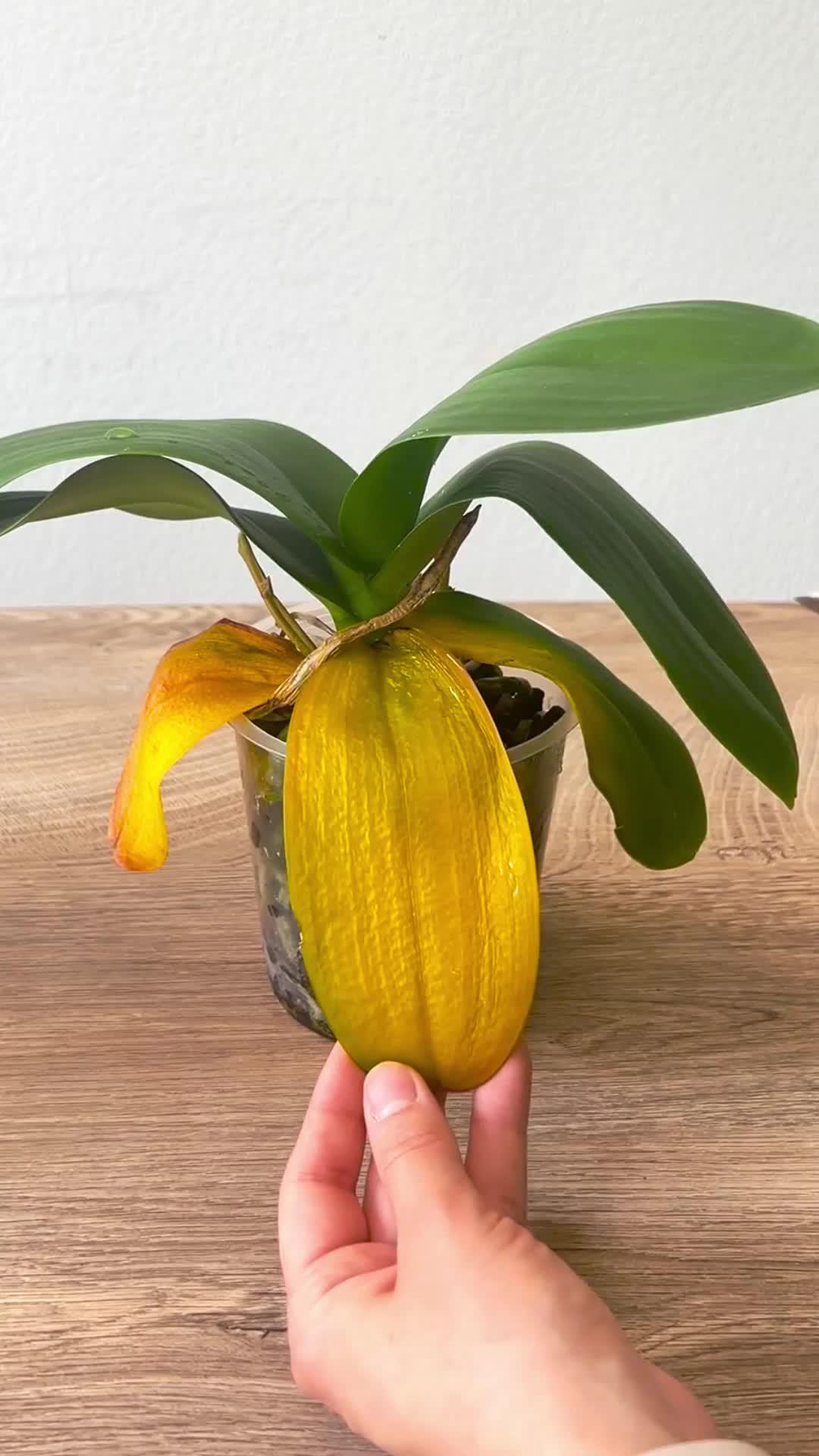 Nous ne laisserons pas vos plantes mourir.