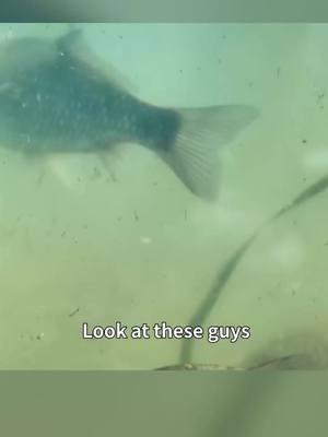 Real fish, real fun. Enjoy stunning 3D fishing environments, download Fishing Master now!