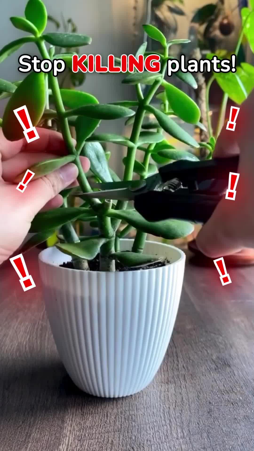 Identify any plant & diagnose plant diseases instantly!