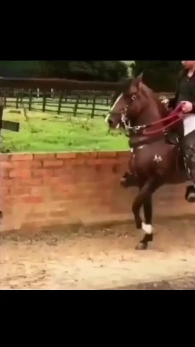 全新力作  《魔法與王座》手游！！！