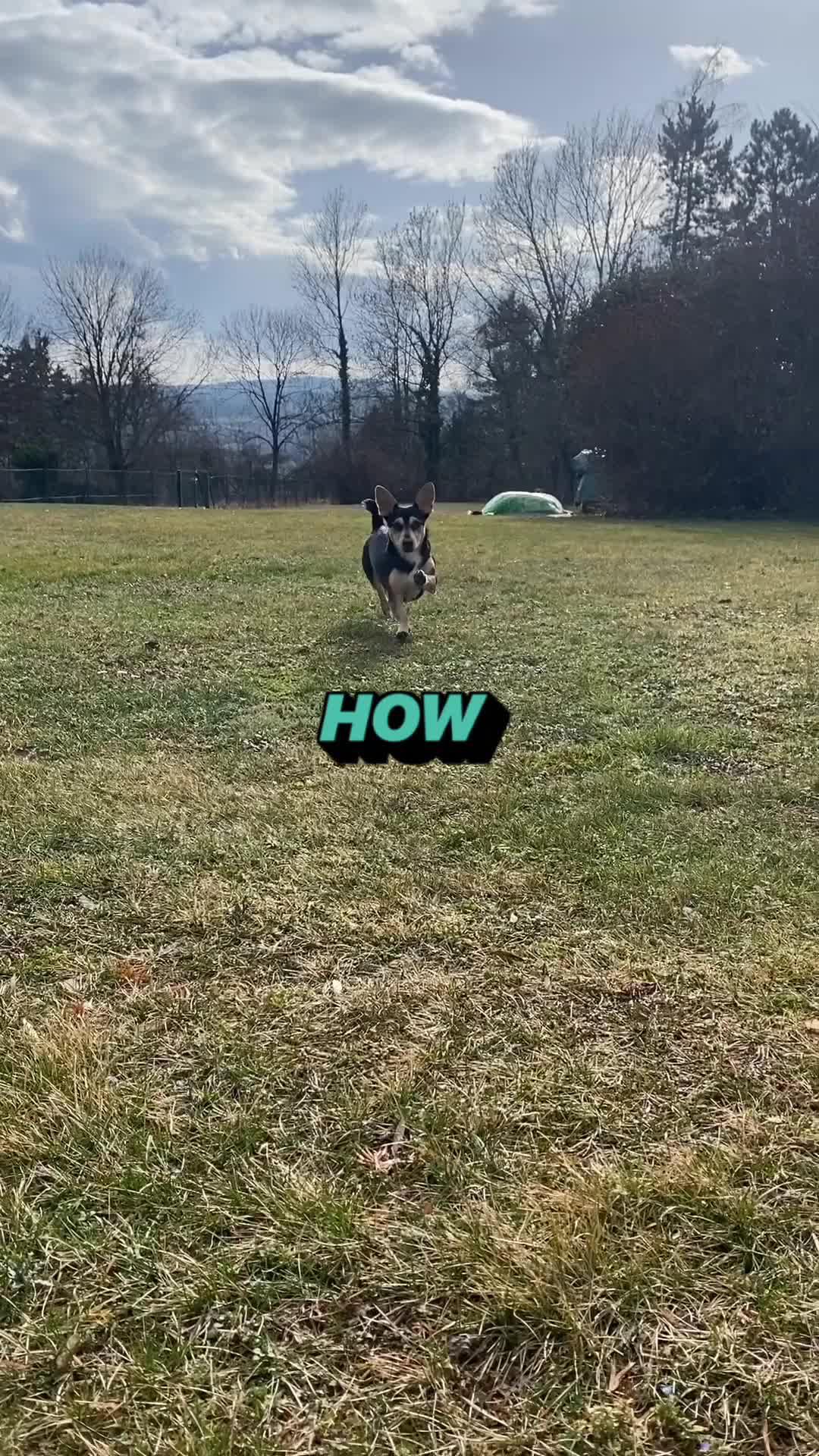 This is how dog training becomes a pleasure.