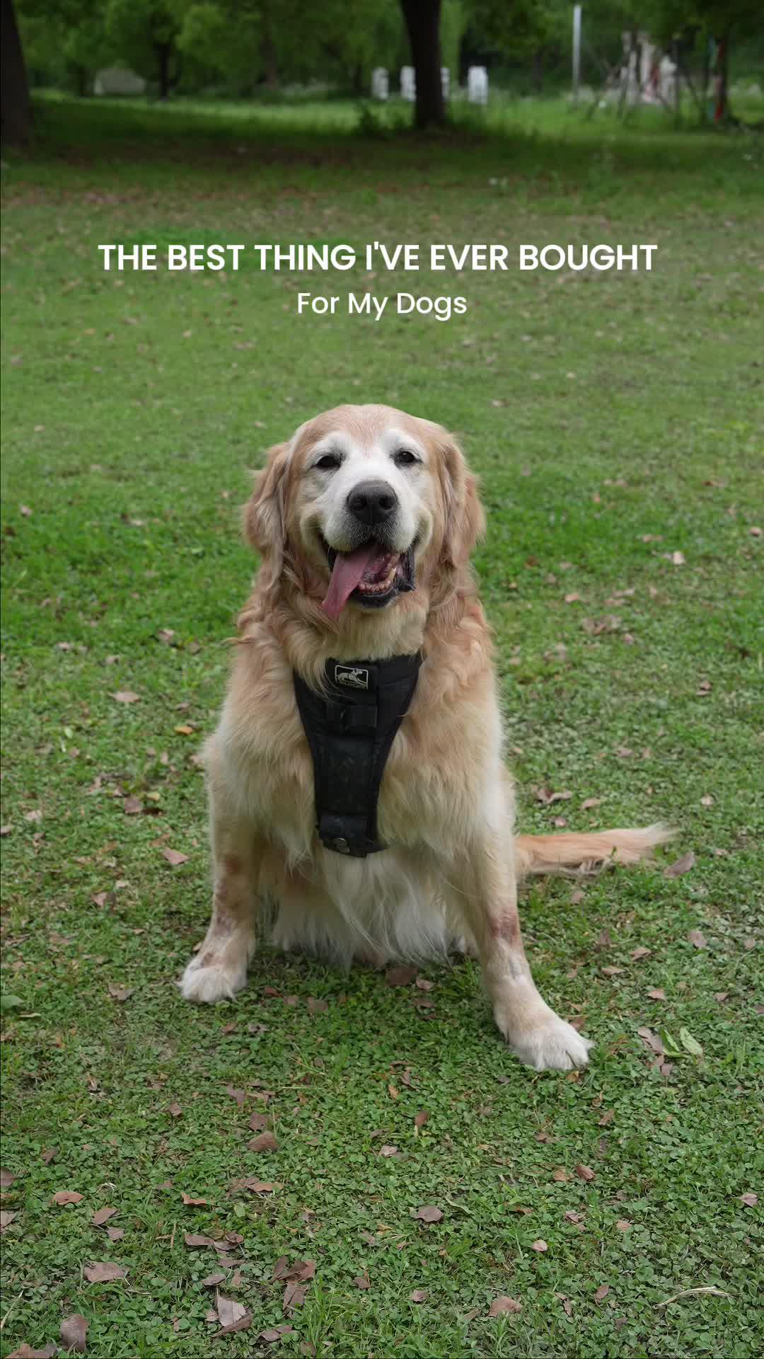 🌟 Pet lovers, behold!💖 Snag the pet essential where love meets innovation on Temu. 🐥🛍️ #BackyardBliss #TemuLove#TemuPets#TemuPetsFinds