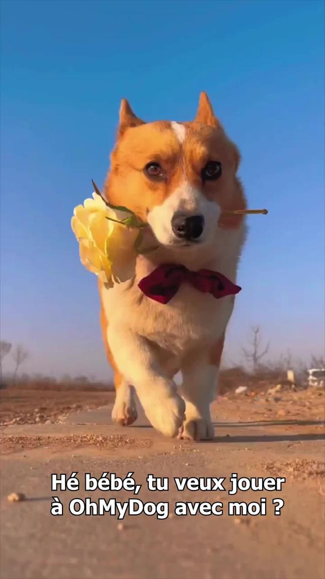 Menez vos chiens pour sauver le monde