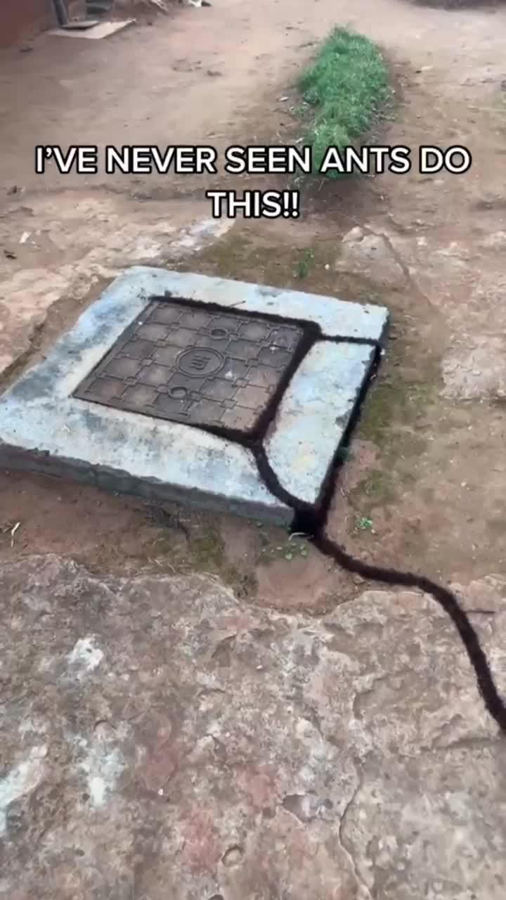 現在開始你的螞蟻冒險！