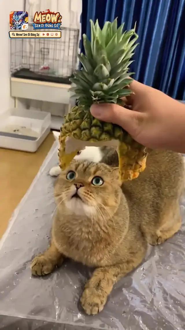 Siêu Phẩm Meow Tam Quốc Chính Thức Ra Mắt. Trải nghiệm bộ Siêu VIPCODE 10tr cực kỳ hấp dẫn. Tải ngay