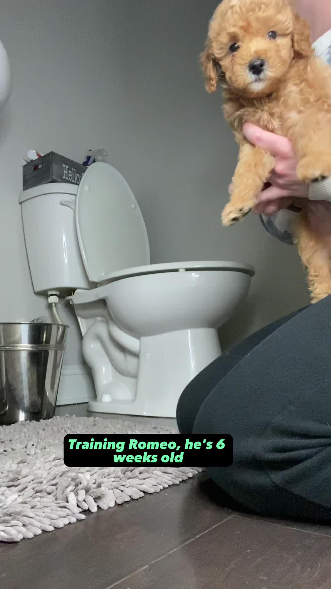 Start training your dog like a pro!