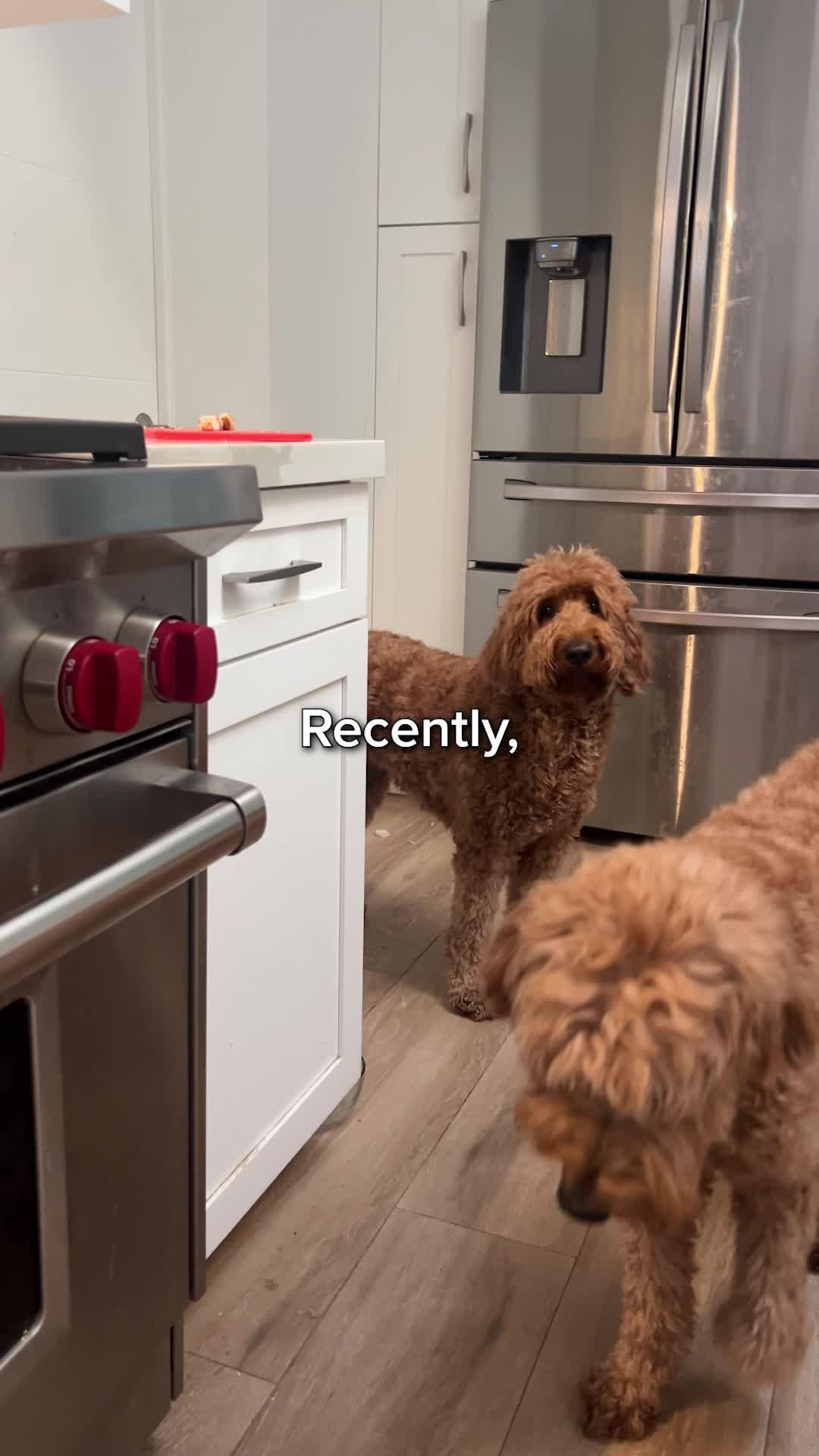 Elevate Your Pup's Skills with Woofz!