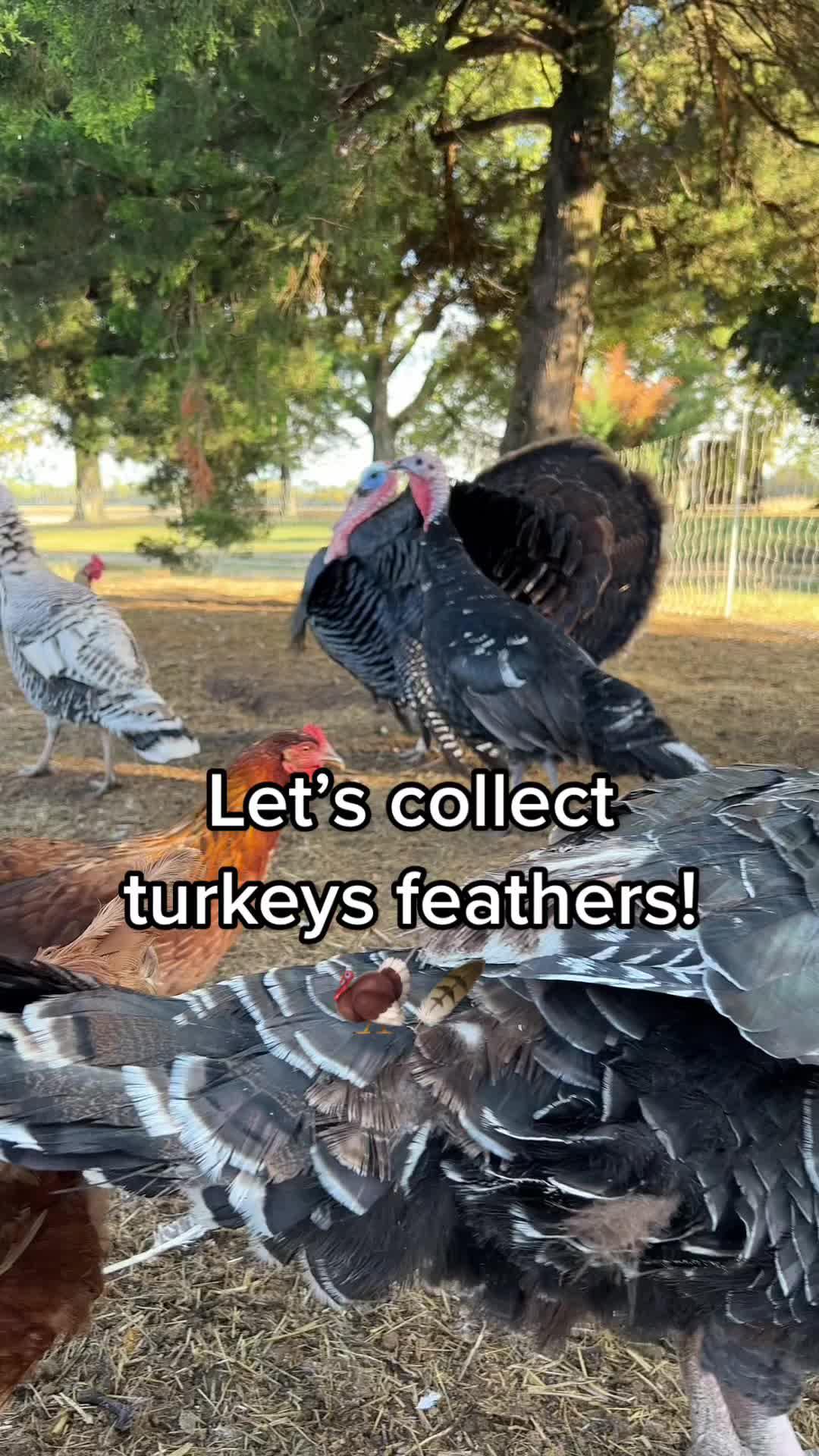 Download Farmville 3 today to collect feathers for yourself 🪶 #turkey #pets #animals #animalsoftiktok #farmville #farmlife 