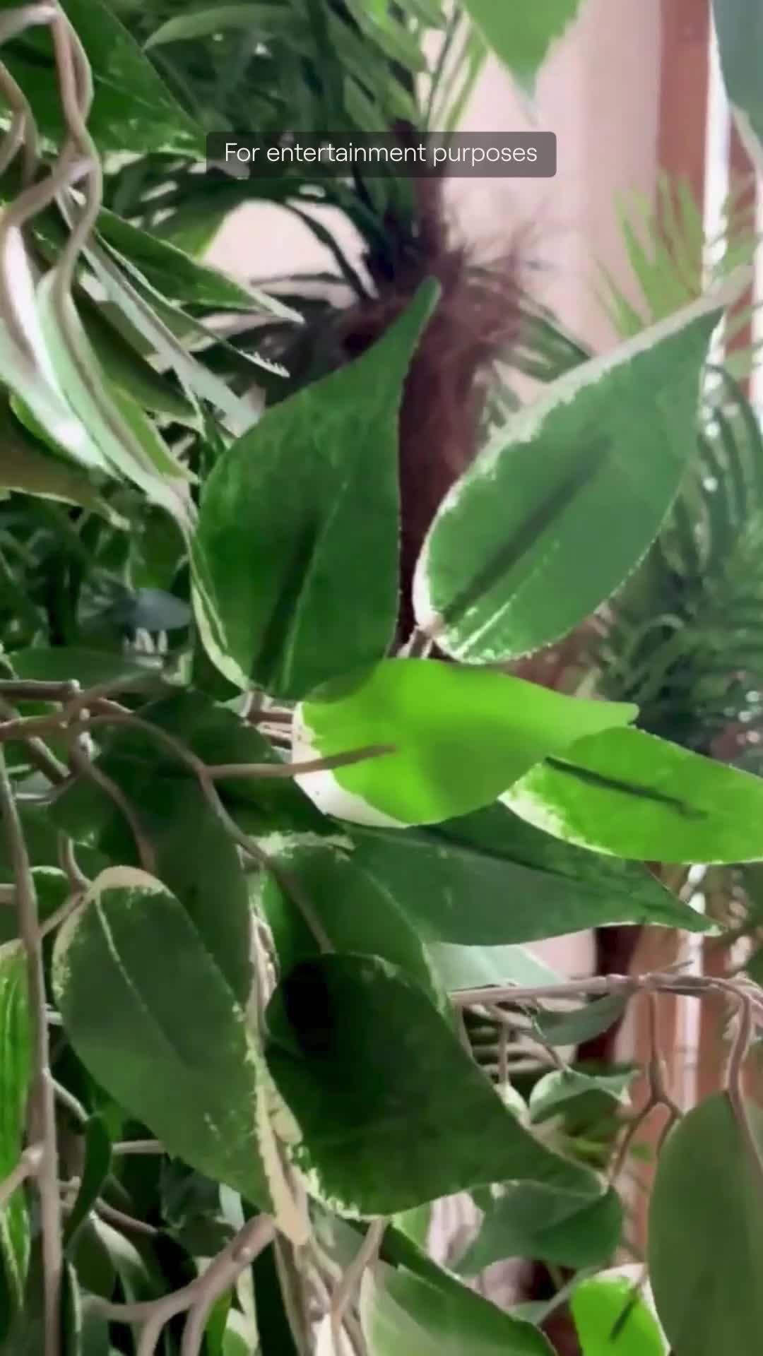 Magic in your pocket