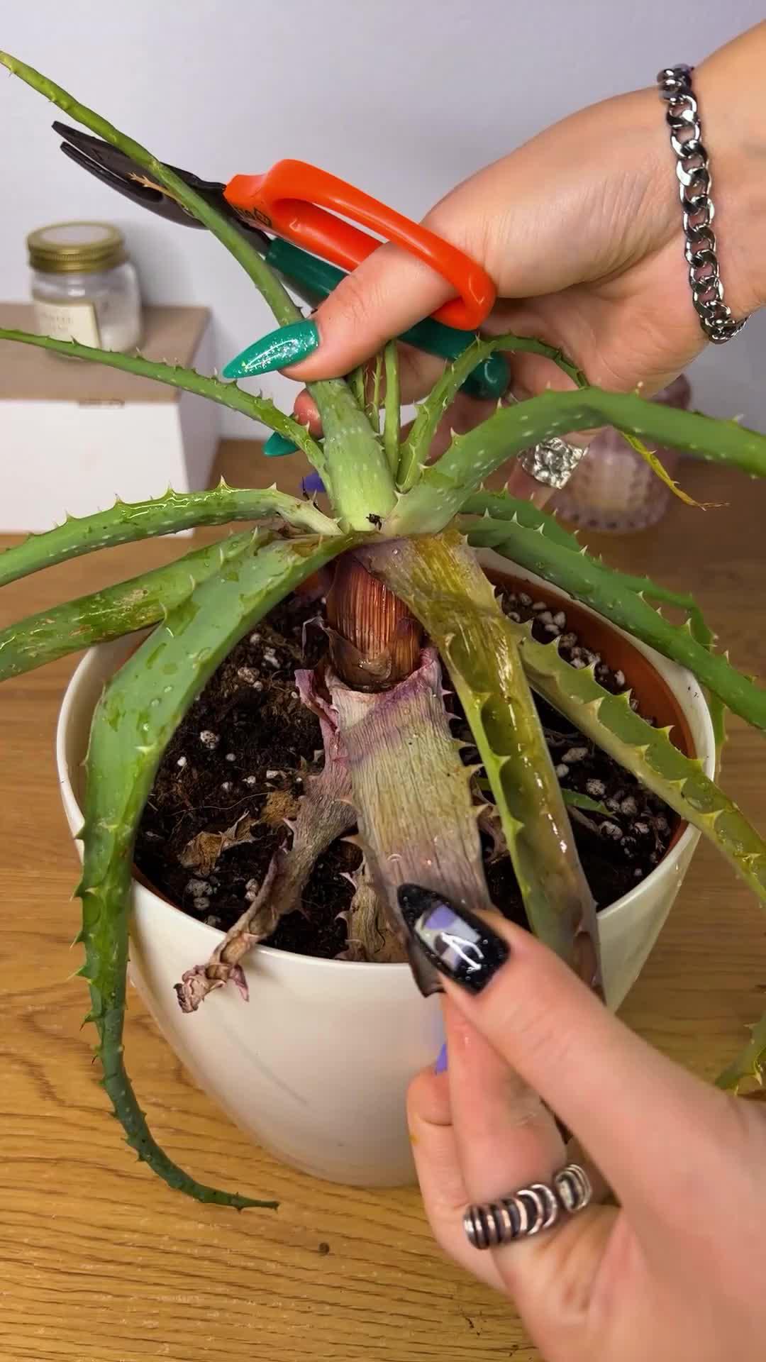 Unleash Your Green Thumb!