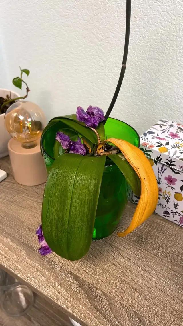 Bitki tanımlama artık kolay! 