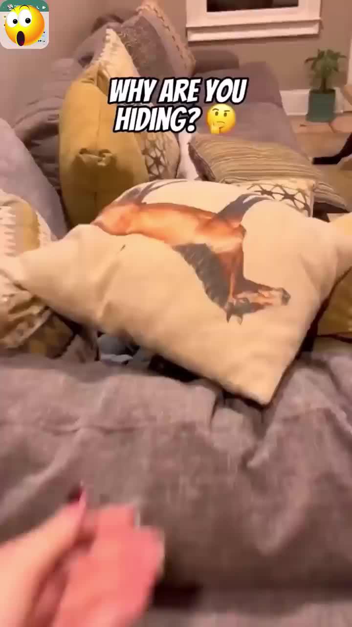 2024 Amazing App for your phone! Try now!