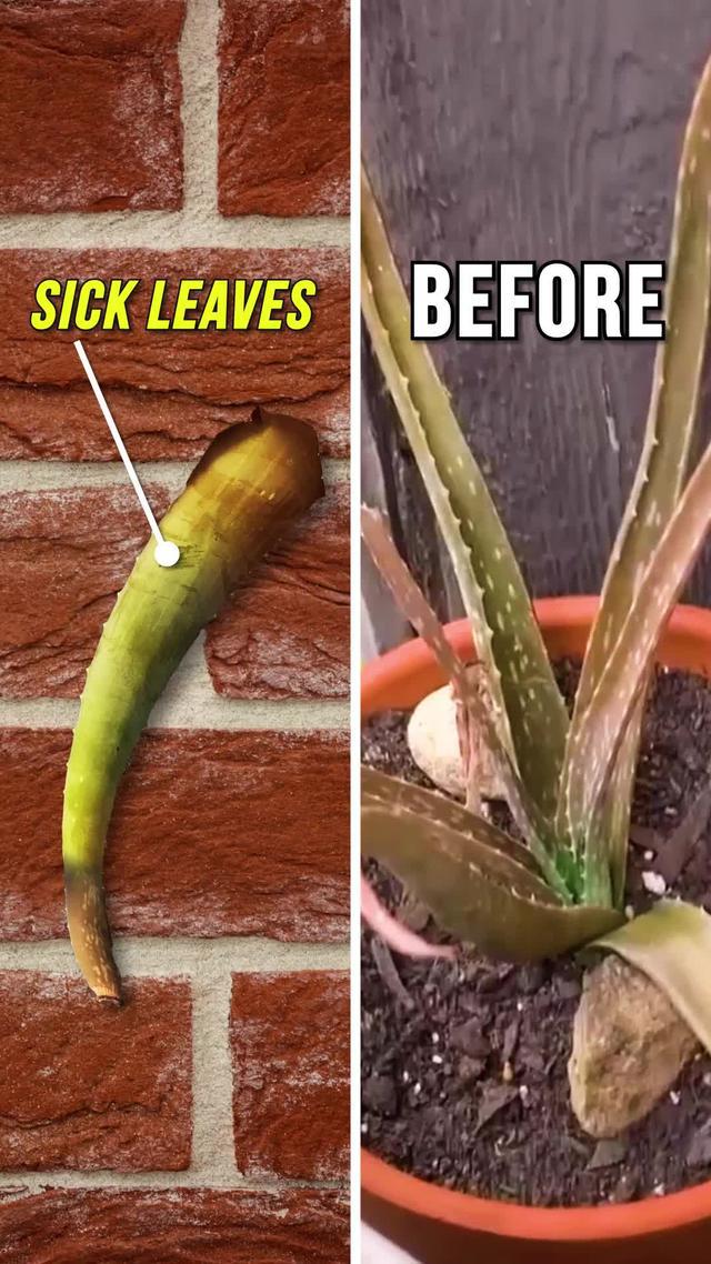 Identify plants & their diseases. Try for Free!