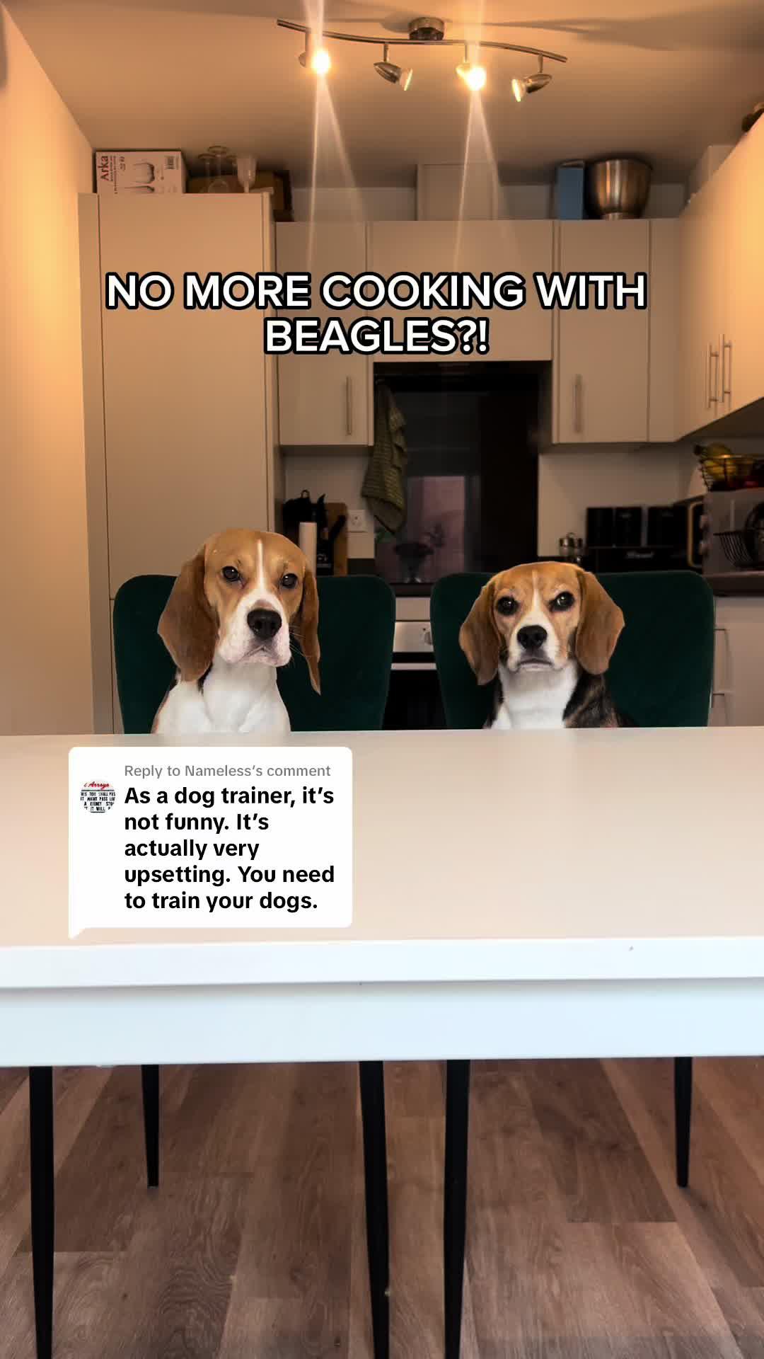 Replying to @Nameless NO MORE COOKING VIDEOS?! 😭 Human said people in the comments are saying we’re badly trained, and we can’t do any more cooking videos 😩 we couldn’t let that happen! Cooking with dad is our favourite thing ever, we get so excited every time 🧑‍🍳 So we decided to show our human how well behaved we can be and worked on our “stay” with @Hundeo, which showed us a step by step tutorial.  Guess what?! Hundeo not only shows training tutorials, but also different homemade games for dogs, and even cooking recipes. So you can cook with your doggo, too!  They also offer a 7-day free trial 🐾 #ad  ##dog#beagle #beaglesoftiktok #dogcontent #funnydogs #dogtok #cookingwithbeagles