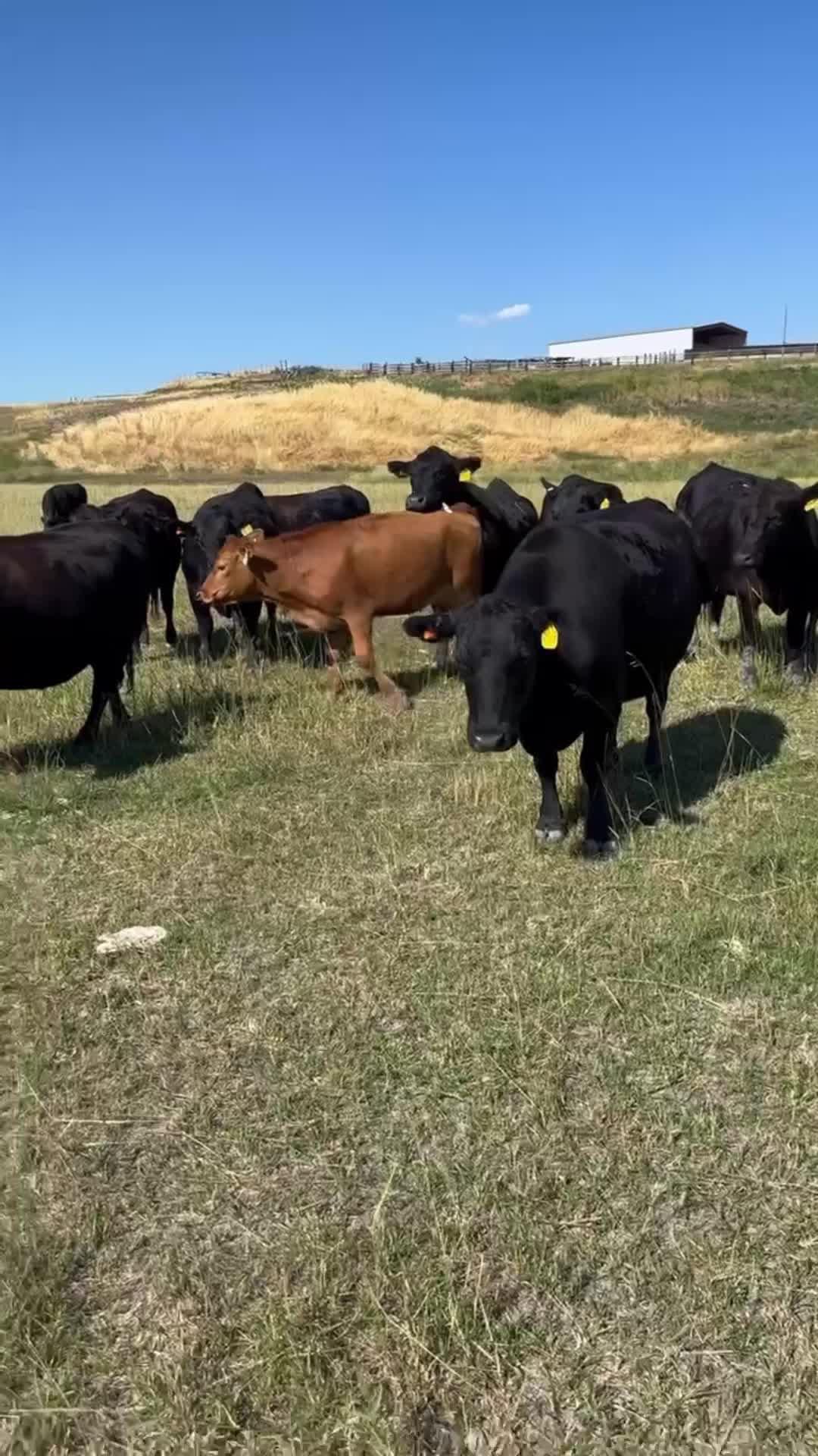 In the cowboy way.Enjoy the fun of healthy life On the farm.