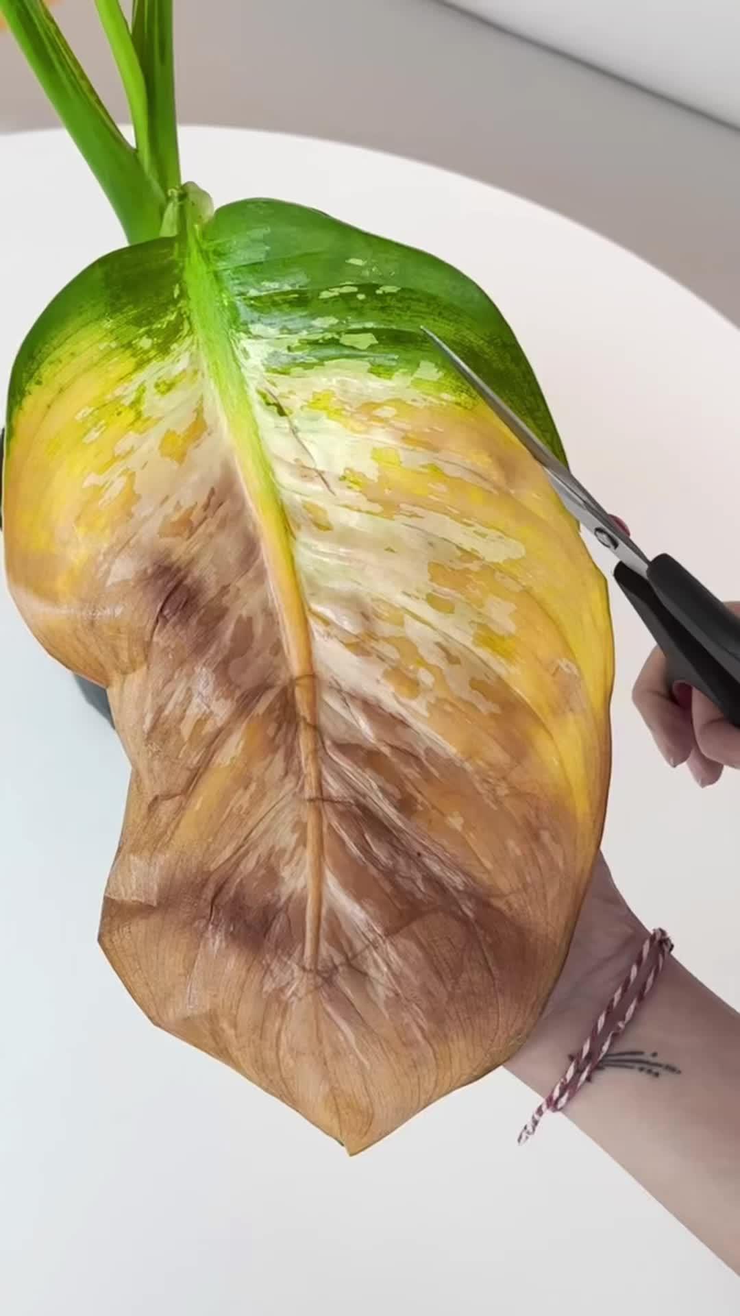 Make plant care simple, enjoyable and easy!