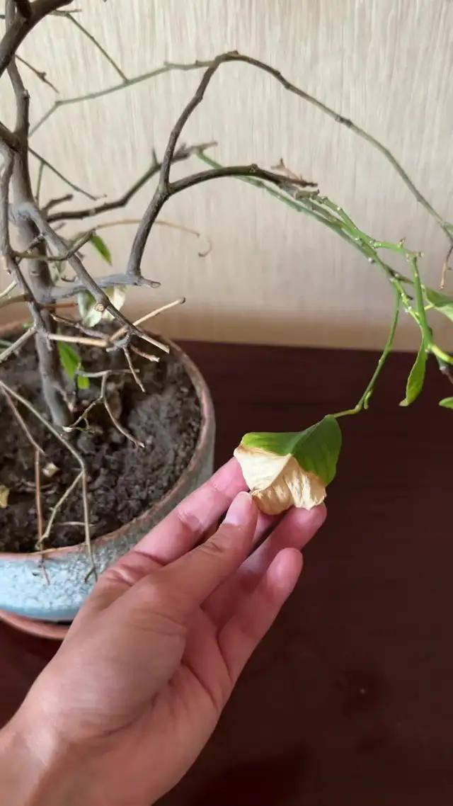 How to save a sick plant.