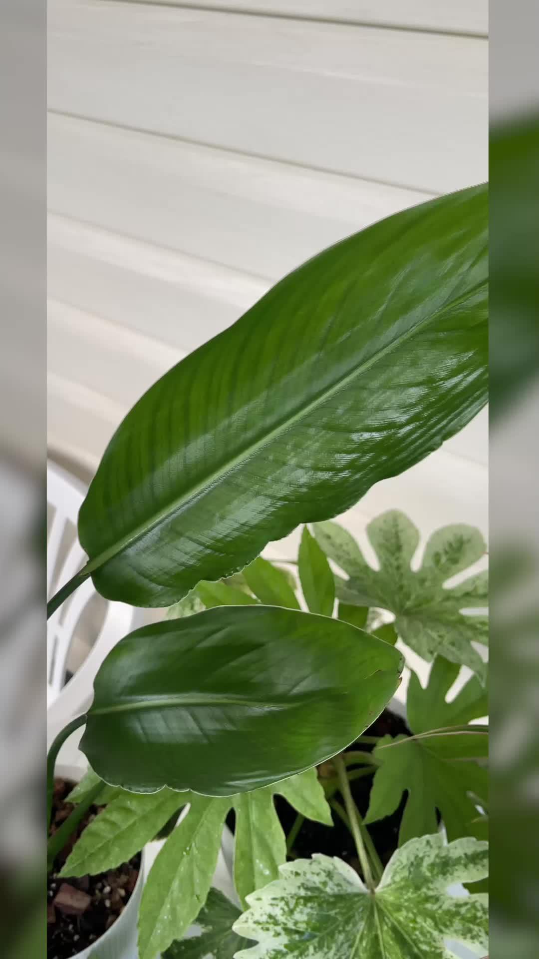 Track your plants' progress. Get personal notifications on plant care