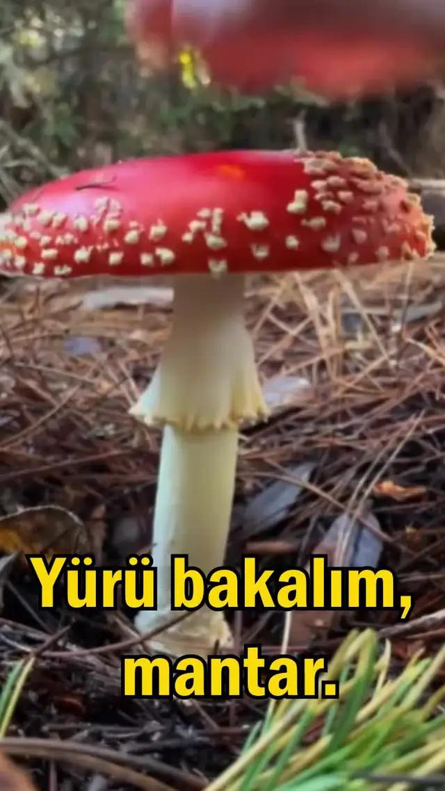 Arka arkaya 3000 ücretsiz çekiliş hakkı kazanın