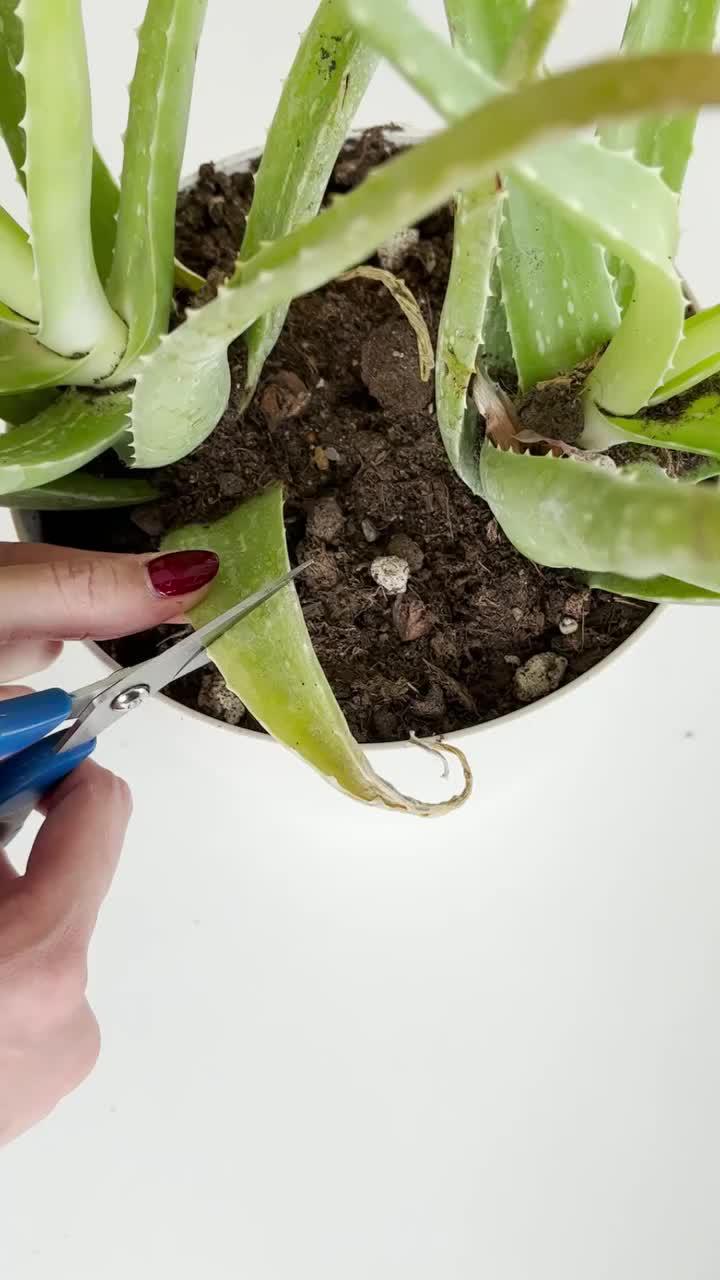 Did you try this before? Come on! Download for FREE!