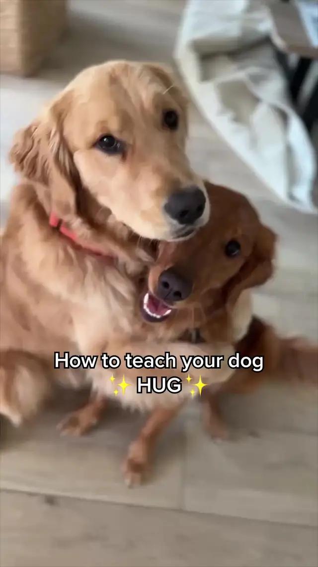 Learn more commands with Woofz app!