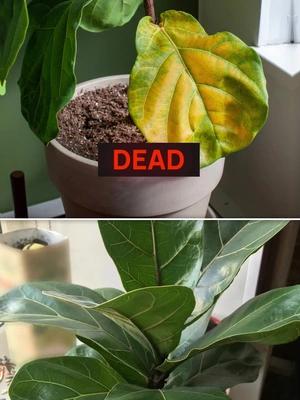 3 reasons why houseplants die.