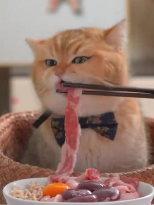 動物餐廳招聘店長啦！現在下載立即領取5萬小魚乾~