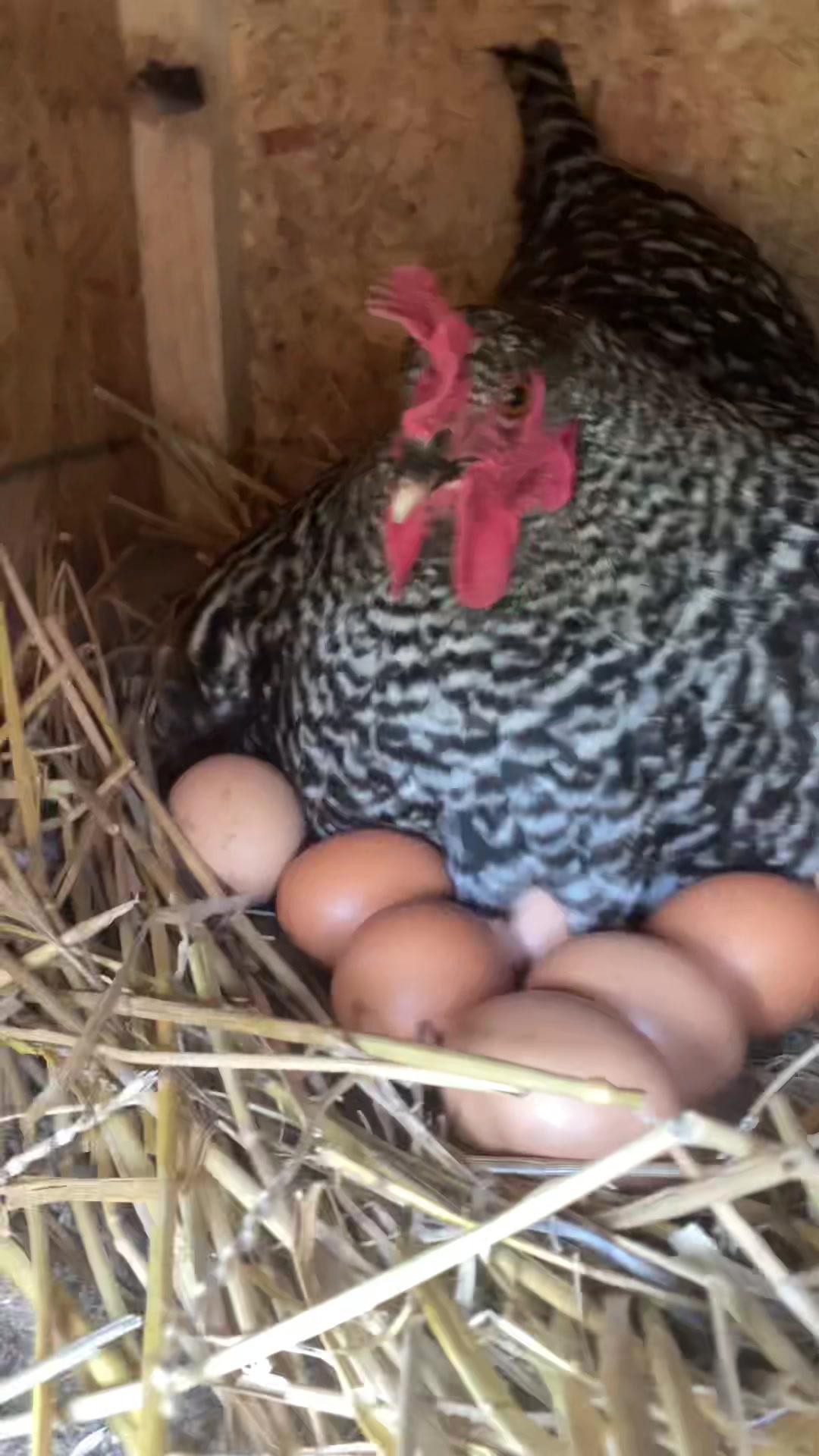 Raising chickens is fun they said🤣😂 No really I love my chickens and enjoy them💖💕 #chickens #eggs #raisingchickens #backyardchickens #farmlife