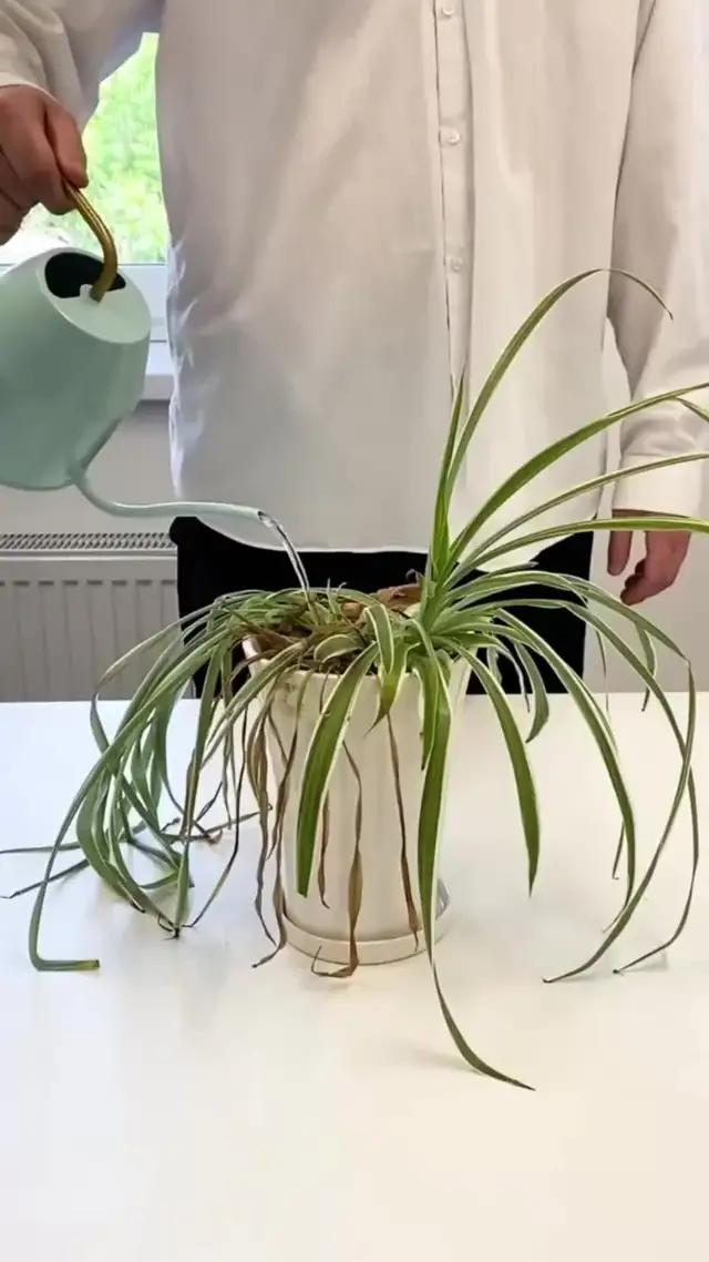 Give your plants the care they deserve. Plantapp keeps them healthy. Try it for free.