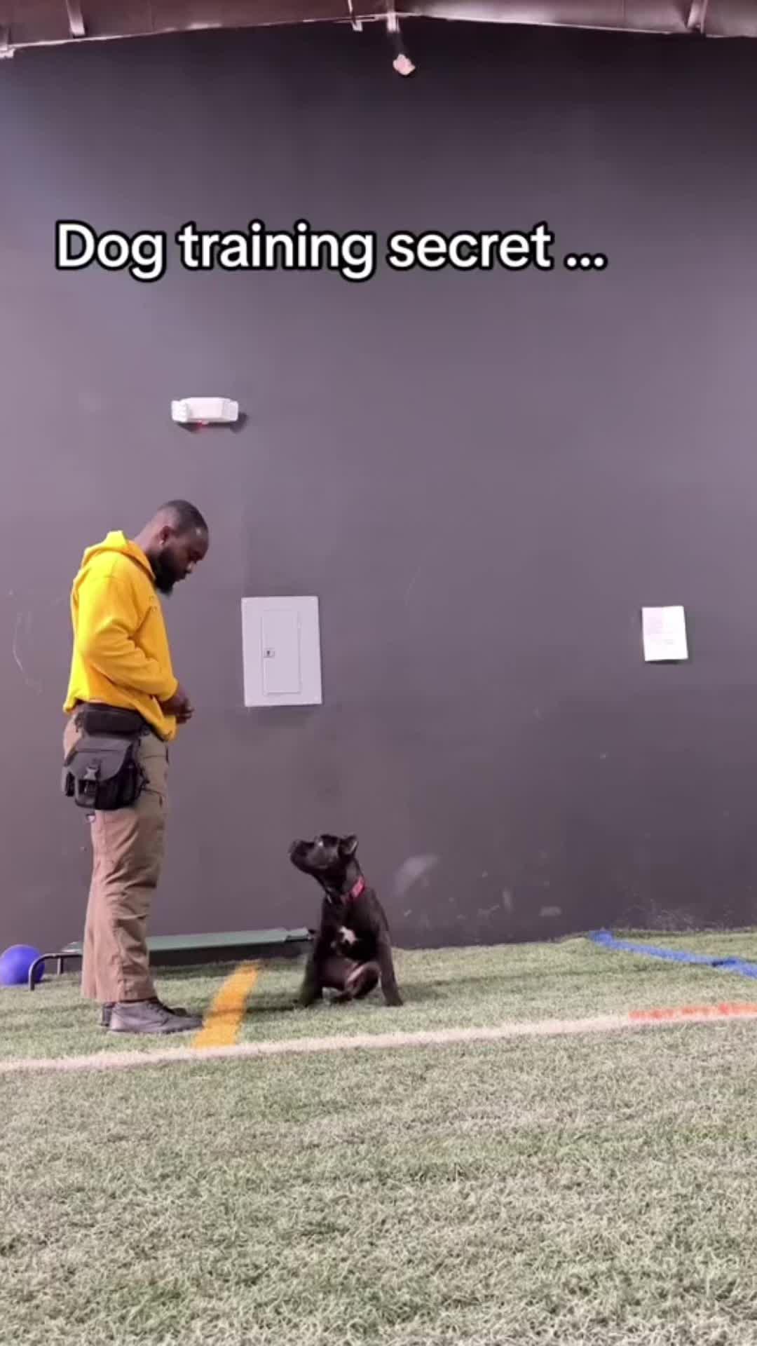 Elevate Your Pup's Skills in Days!