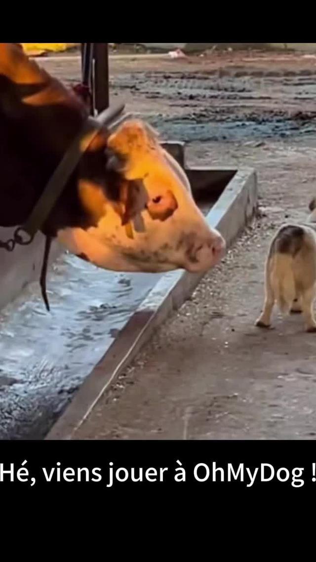 Menez vos chiens pour sauver le monde