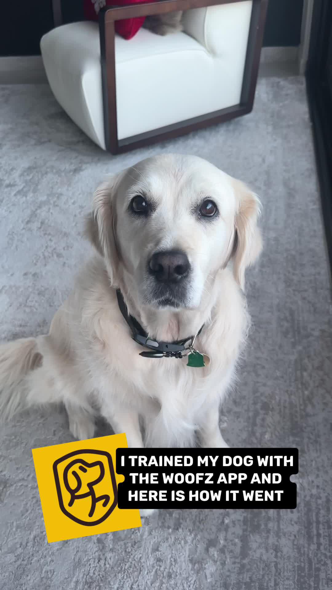 The best dog training app for your furry friend!