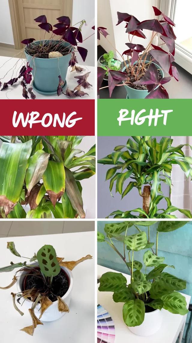 What care tips should you try this winter for your green buddy? Find out in PlantIn app!
