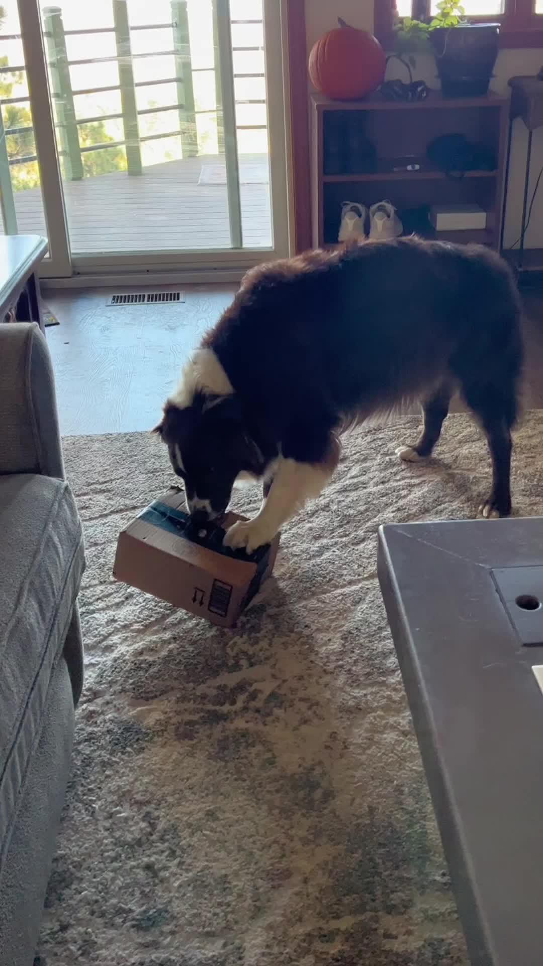 The best dog training app for your furry friend!