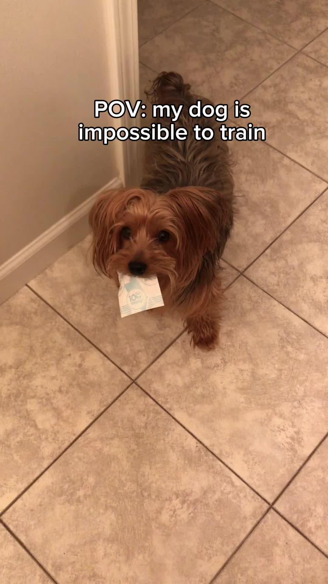 Start training your dog like a pro!