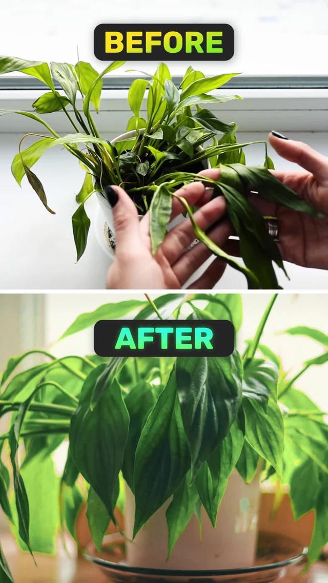 How not to kill a plant.