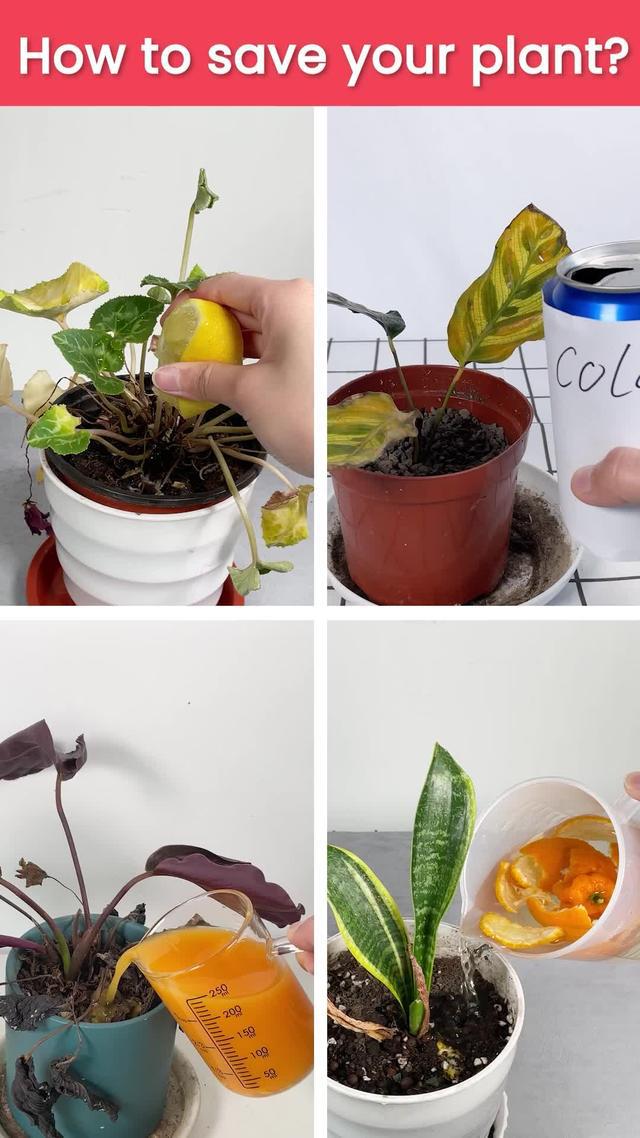 According to your area and the weather, provide you with the best plant care tips.