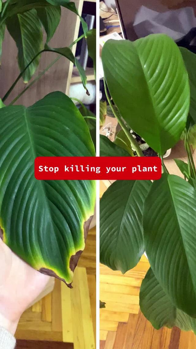 Get Plantyx for FREE!