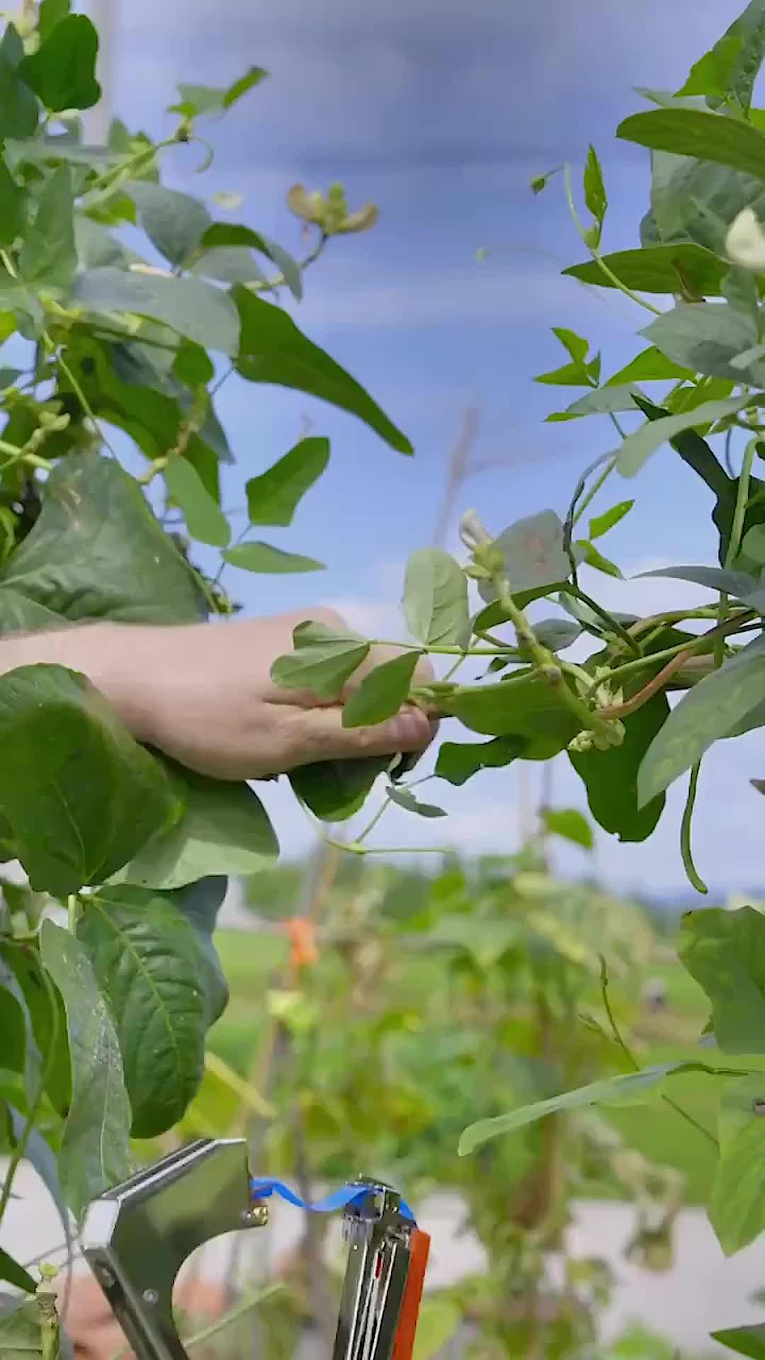 Shop your favorite items on Temu #temufinds #Accessories# temuhaul #shopnow #foryou #savemoney #shopping #gift