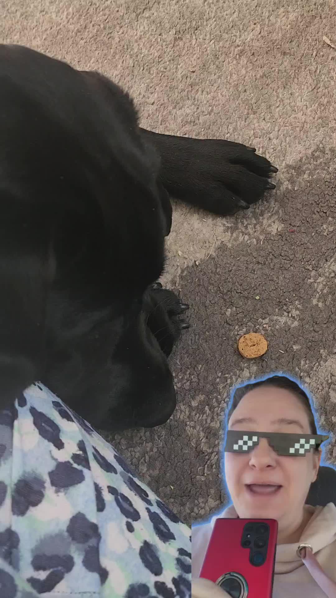 The best dog training app for your furry friend!